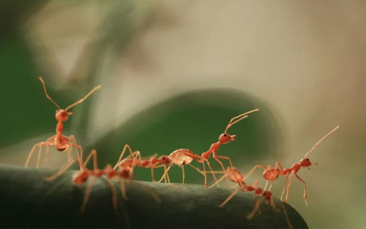 地球上有多少只蚂蚁？科学家：我们数出来了